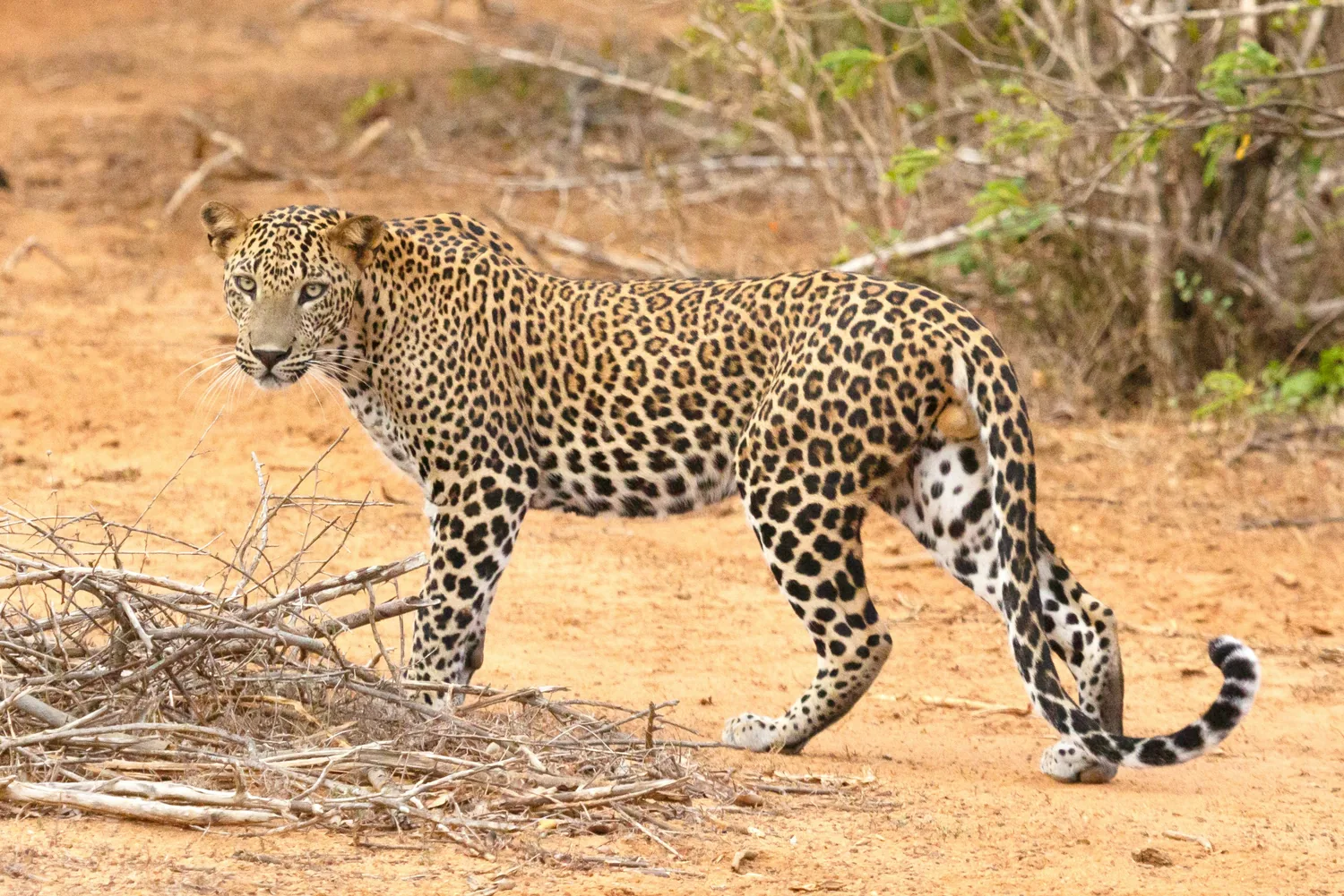 Sri Lankan leopard in a national park