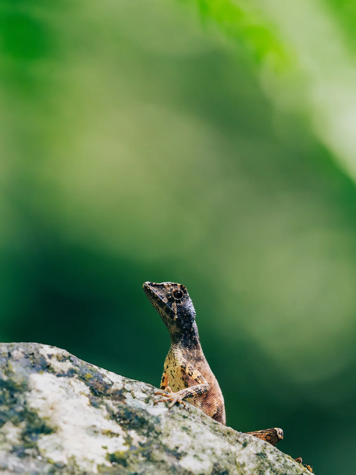 A lizard emerging from a mossy rock amid rainforest greenery