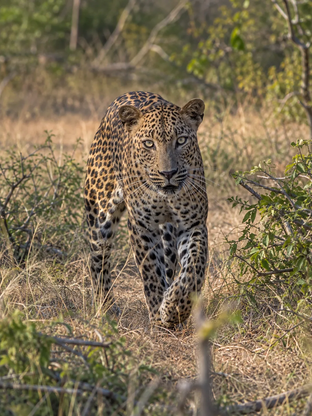 Sri Lankan leopard walking through the dry-zone wilderness of Yala National Park